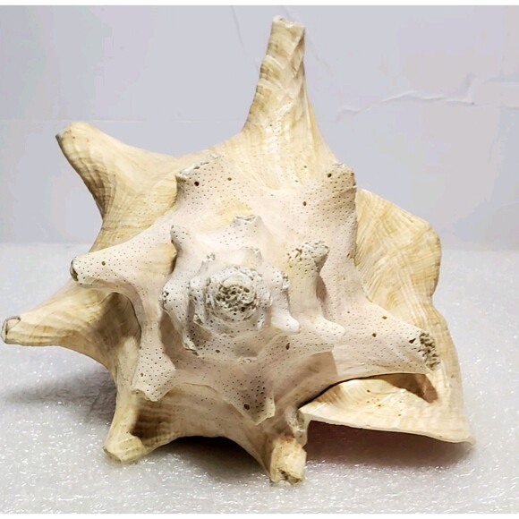 Large Natural Conch Shell 8.5” Pink Horned Seashell Beach Decor Pre-Owned - Picture 5 of 14